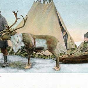 Postkarte Antike Ansicht von Norwegern und ein Rentier in Norwegen.   Z1