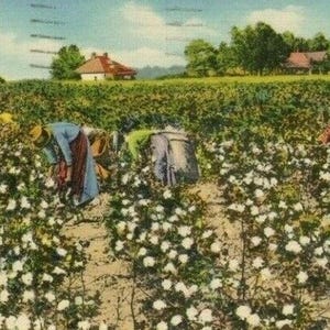 Cartolina con una veduta iniziale dei lavoratori che raccolgono il cotone nel sud degli Stati Uniti. R7