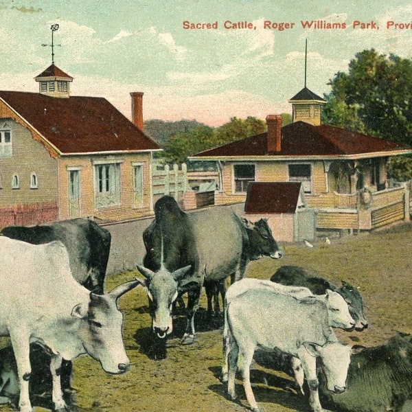 Postcard Antique View of Sacred Cattle, Roger Williams Park, Providence, RI. L7