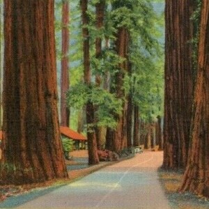 Cartão postal Cartão postal antigo mostrando o Humboldt State Redwood Park, na Califórnia. R7