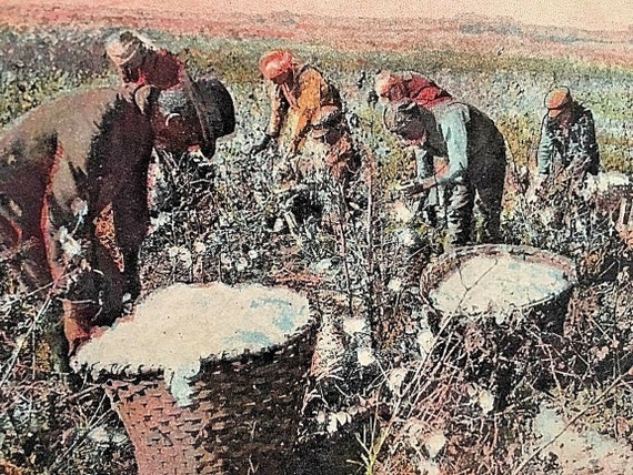 Postcard Hand Tinted View of Workers Picking Cott… - image 1