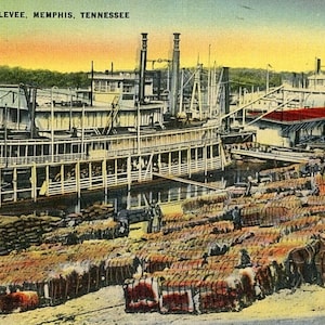Carte postale vue précoce de coton sur la digue à Memphis, TN. Y9 image 1
