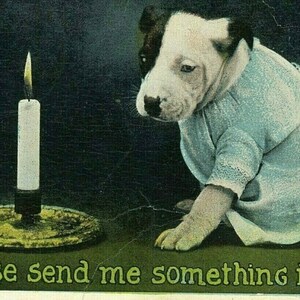 May include: A white and black puppy wearing a light blue dress sits in front of a lit candle on a gold candlestick. The text "Oh please send me something in pants" is written below the puppy.