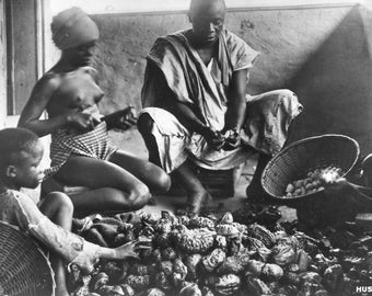 Postal con fotografía real de nativos descascarando nueces de cola, África. B6