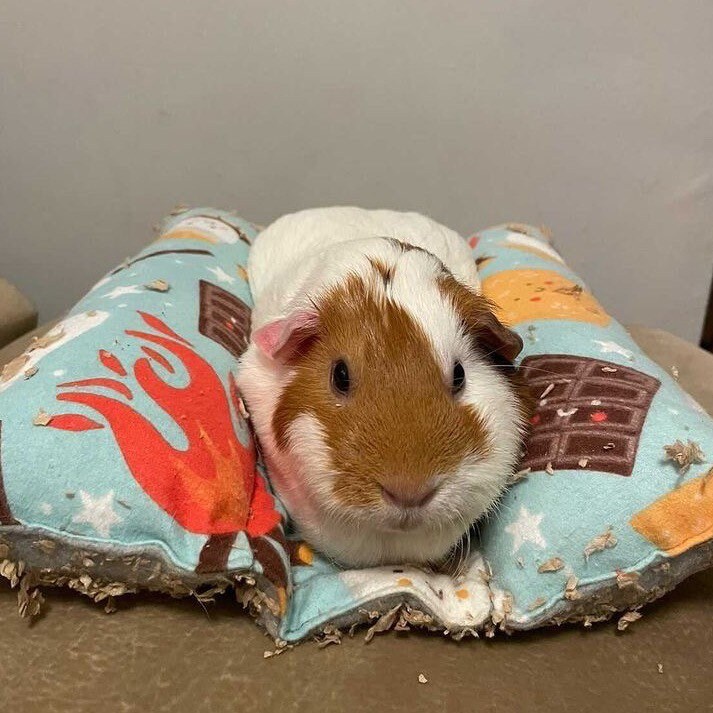 Pets snuggle beds for guinea pigs ferrets and other small Etsy