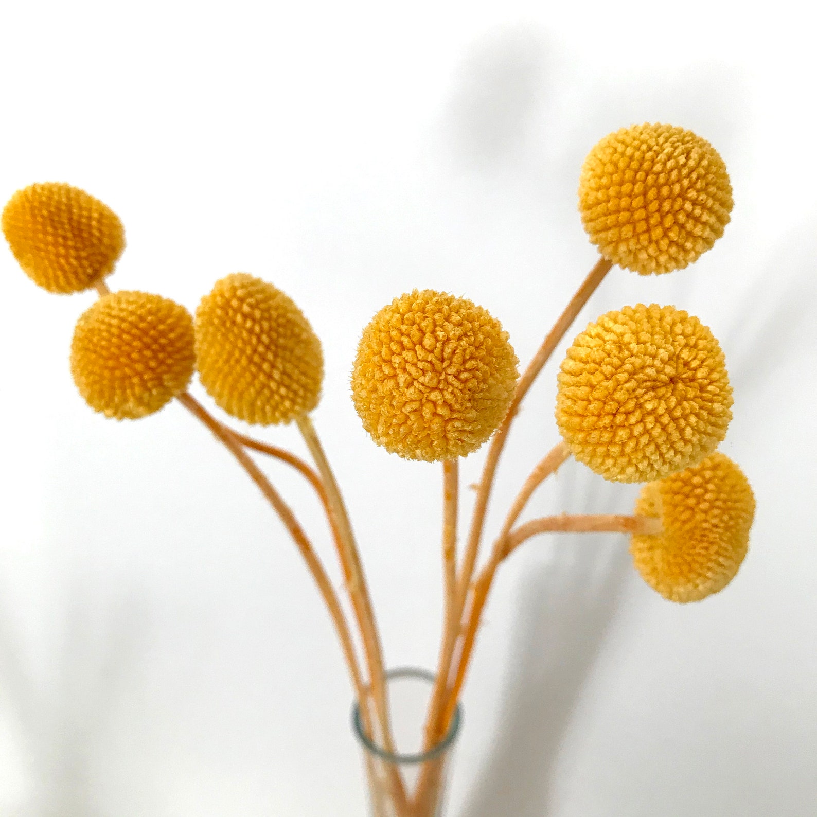 Yellow Billy Buttons Natural Billy Balls Dried Flowers Etsy