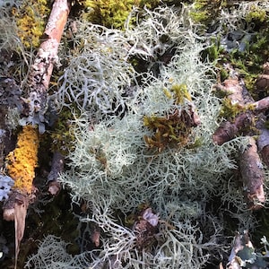 May include: Close-up of a pile of weathered branches covered in a variety of lichens, including a bright yellow lichen and a light gray lichen.