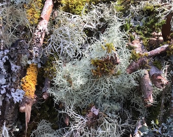 Dried Natural Tree Lichens Moss, Every Bag is Unique, 9x12” Bags & Larger 10x13” Bags