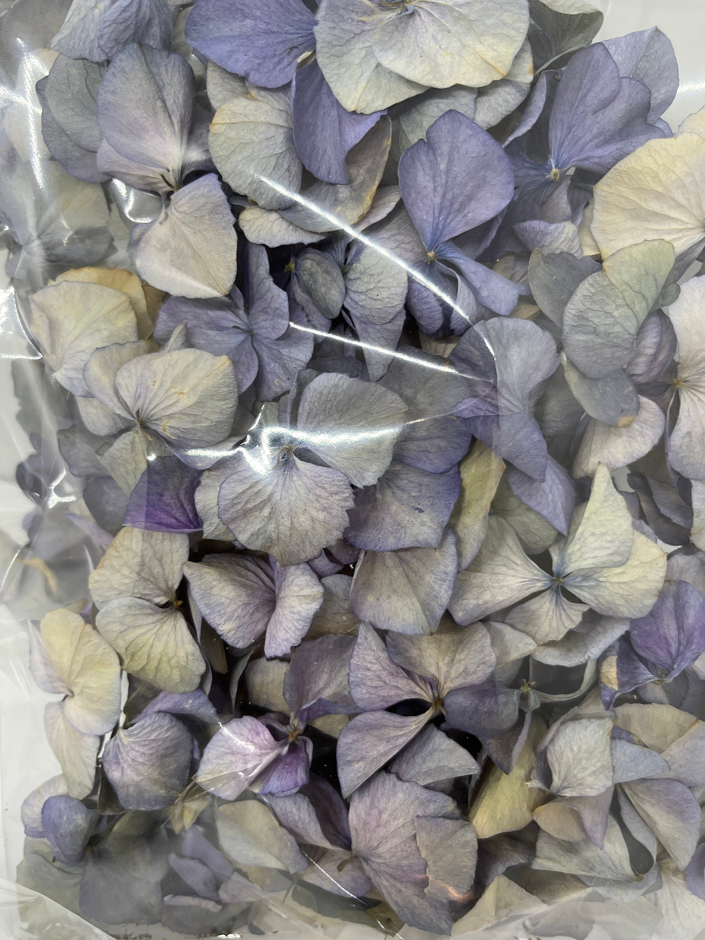 Dried Hydrangea Flower Petals Stock Photo - Image of color, dried: 103137270