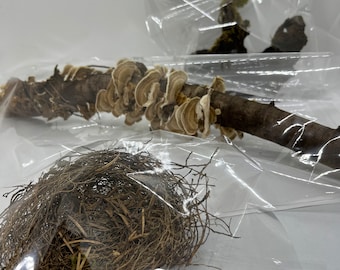 Unique Specialty Items from Nature, Nests, Dried Mushrooms