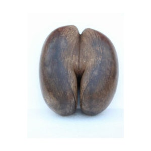 May include: A brown, double coconut, also known as a coco de mer, with a distinctive heart shape.
