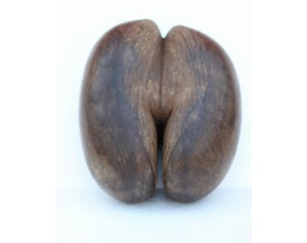 Coco De Mer/Afrikaanse notenzaad Zeldzame antieke oude vintage Coco De Mer Seychellen Kamandal