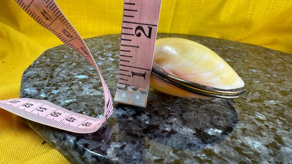 1950’s style real clam shell trinket box - image 8