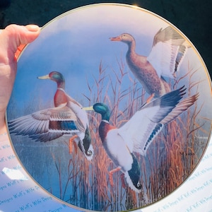 Puede incluir: Un plato de cerámica decorativo con fondo azul y borde dorado. El plato presenta una pintura de tres patos en un pantano. Los patos son marrones, verdes y blancos con plumas marrones y blancas. El plato está firmado "M. Haas" en la esquina inferior derecha.