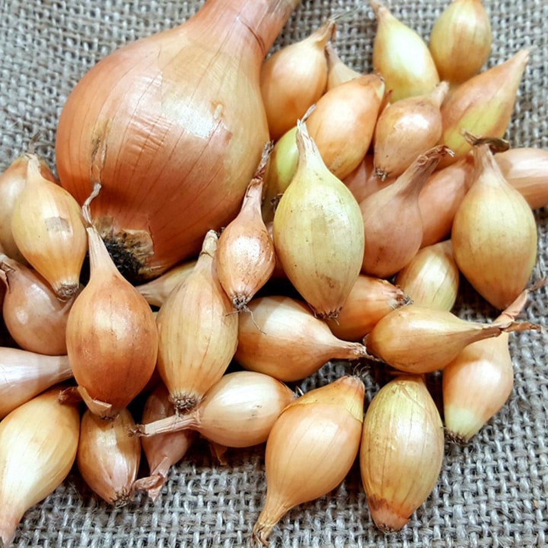 50 Senshyu Onion Sets Grow Your Own Onions Etsy