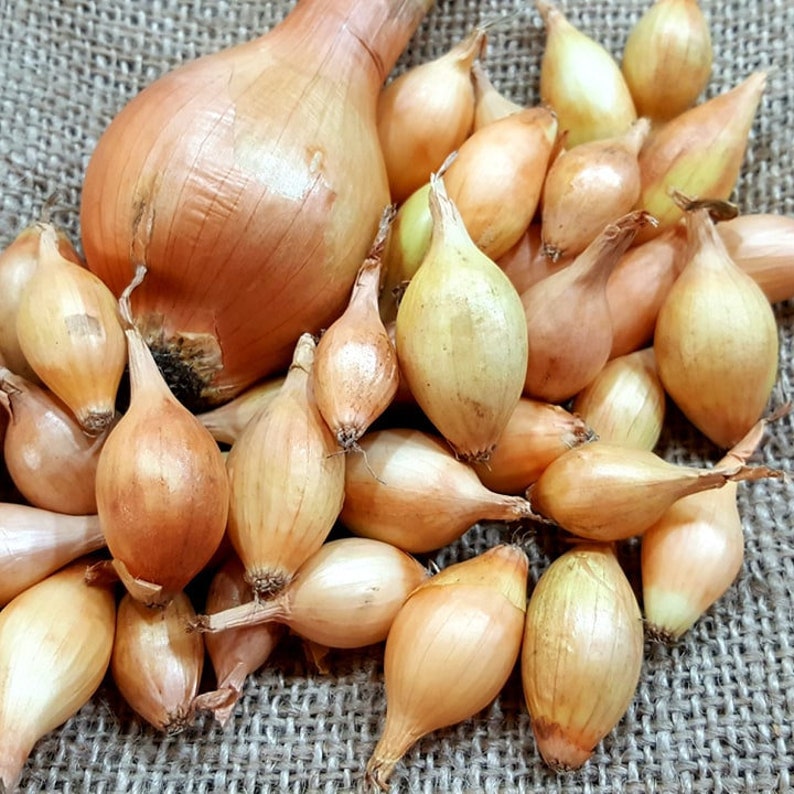 50 Senshyu Onion Sets Grow Your Own Onions the Number 1 Overwintering