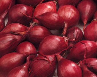 Onion Sets 'Red Baron' Variety Ready for Spring planting