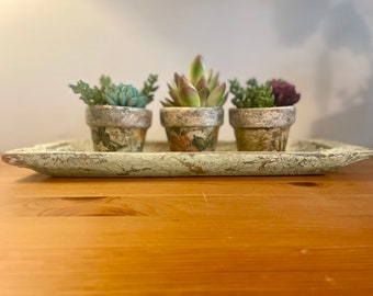 Succulent Planter Set