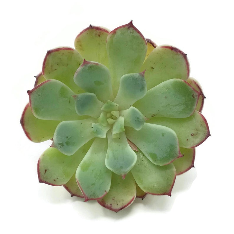 Echeveria Encinova Rare Imported Changhee Unique Succulent Plant Lover Gift