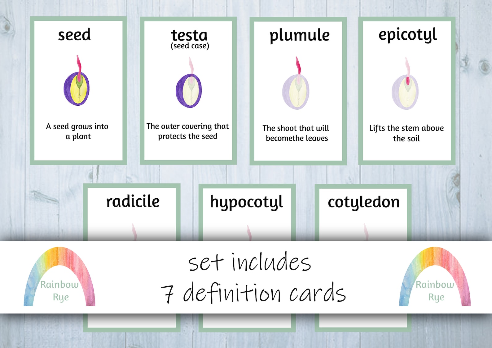 Parts of a Seed Flashcards and Poster Set Anatomy of a Seed Flash Cards