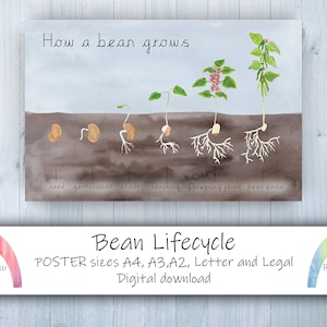 Bean Life Cycle Poster - How A Bean Grows - DIGITAL DOWNLOAD