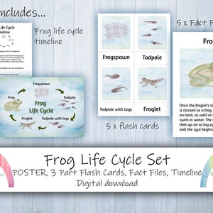 Frog Life Cycle Set - Flash Cards - Fact File - Affiche - Chronologie - Téléchargement numérique