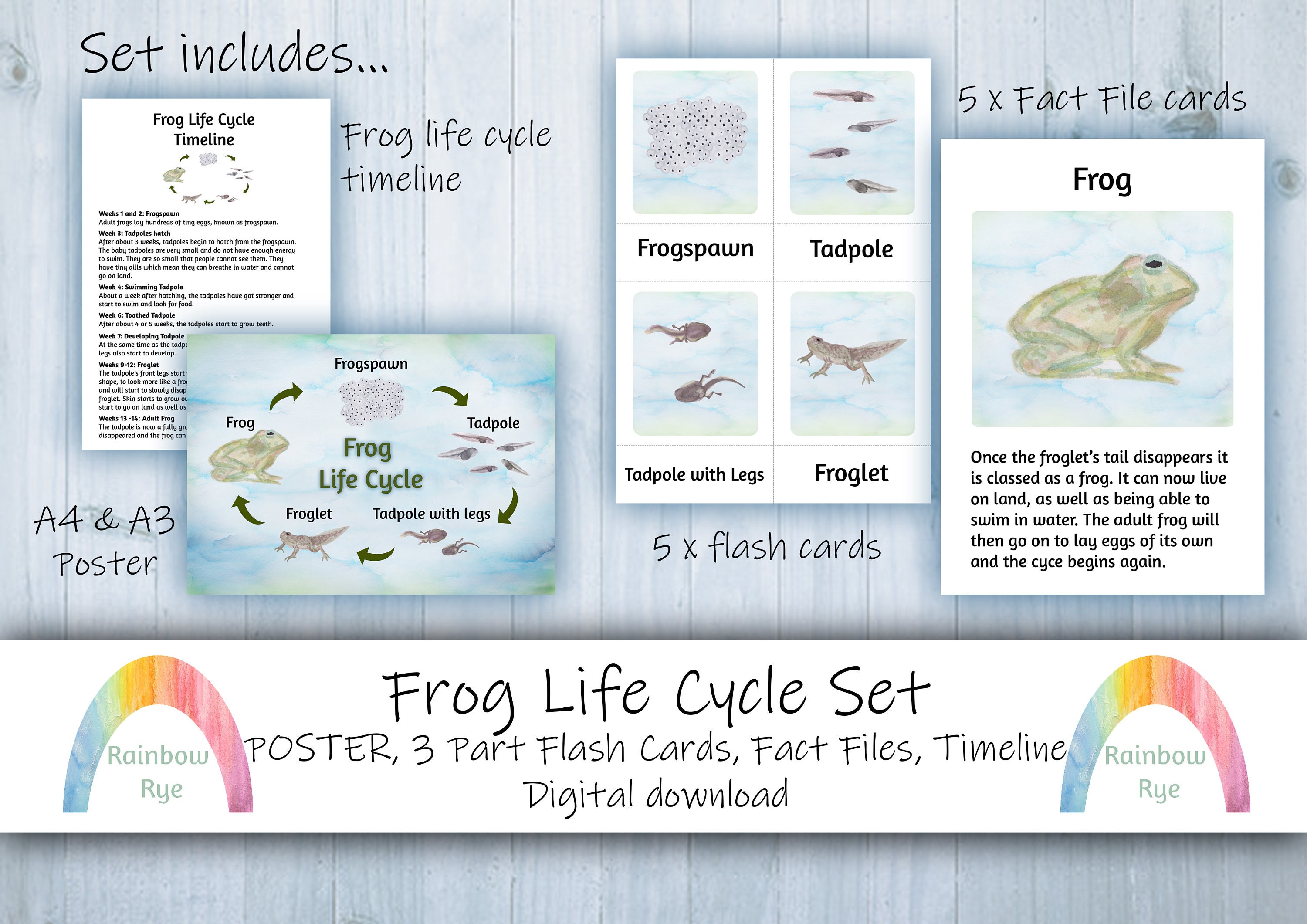 Frog Life Cycle Set Flash Cards Fact File Poster Timeline Digital