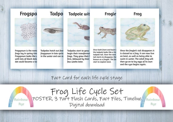 Frog Life Cycle Set Flash Cards Fact File Poster Timeline Digital Download  -  Canada