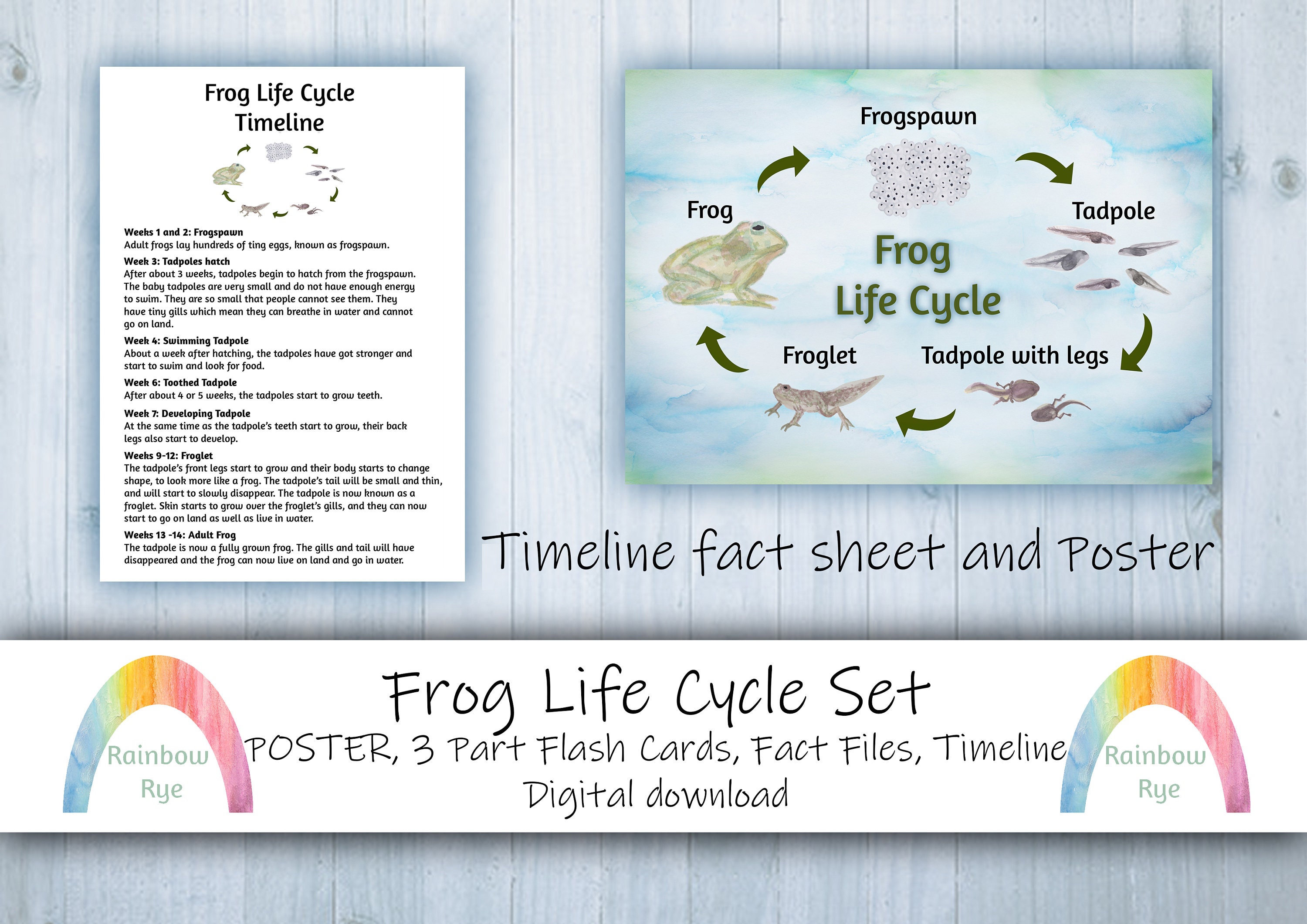 Frog Life Cycle Set Flash Cards Fact File Poster Timeline Digital Download  