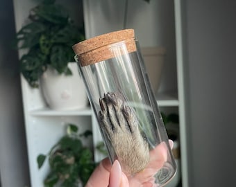 1 raccoon hand in a jar