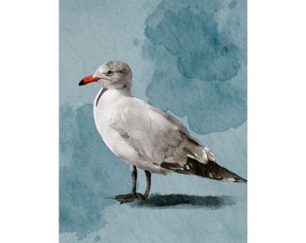 Heermann's Gull Watercolor Art Print – Smoky Gray Bird Poster