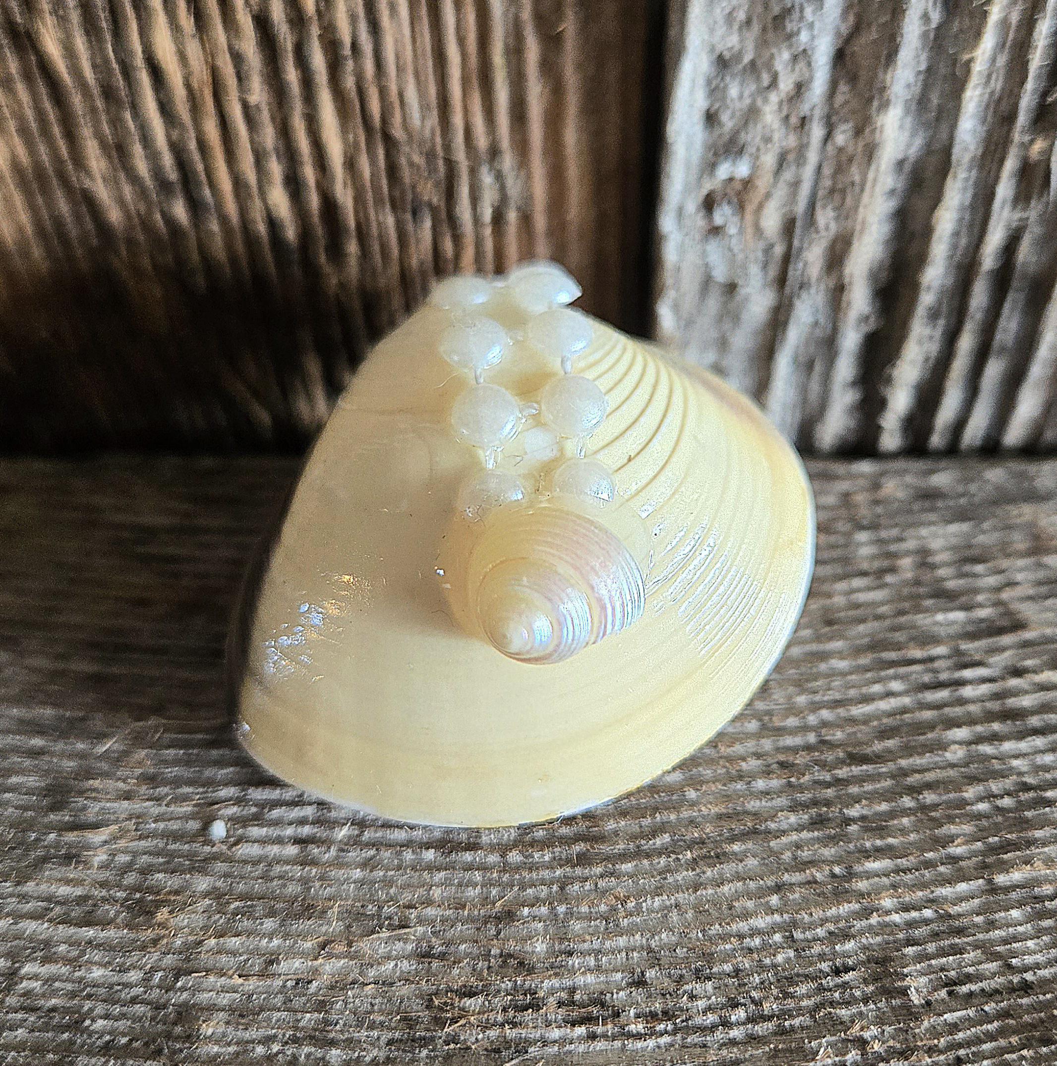 Clam Shell Ring Box, Proposal Box, Seashell Ring Box, Sheshell Ring ...