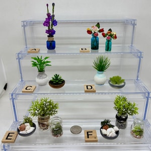 Könnte beinhalten: Sechs Miniatur-Topfpflanzen, die auf einem dreistufigen, durchsichtigen Acrylregal ausgestellt sind. Die Pflanzen umfassen eine violette Blumenarrangements, eine rosa Blumenarrangements, eine grüne Pflanze in einem weißen Topf, eine grüne Pflanze in einem blau-weißen Topf, eine Sukkulente in einem braunen Topf und eine Sukkulente in einem grauen Topf.