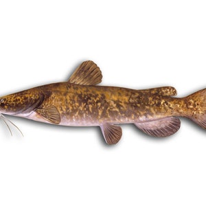 May include: A brown and tan catfish with a long body and a slightly upturned mouth. The fish has a mottled pattern and a long, thin tail.