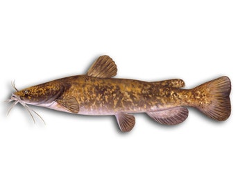 Flathead Catfish Sticker/Decal