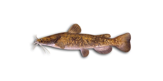 Flathead Catfish Sticker/Decal