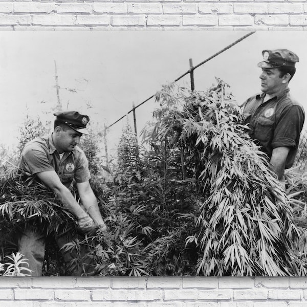 Vintage Weed Photo Poster, City Workers Destroying Marijuana 1958, Stoner Wall Art Decor Picture Print