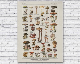 Vintage Mushroom Poster, Edible and Poisonous Mushroom Identification Chart, 1910 Kitchen Illustration Print