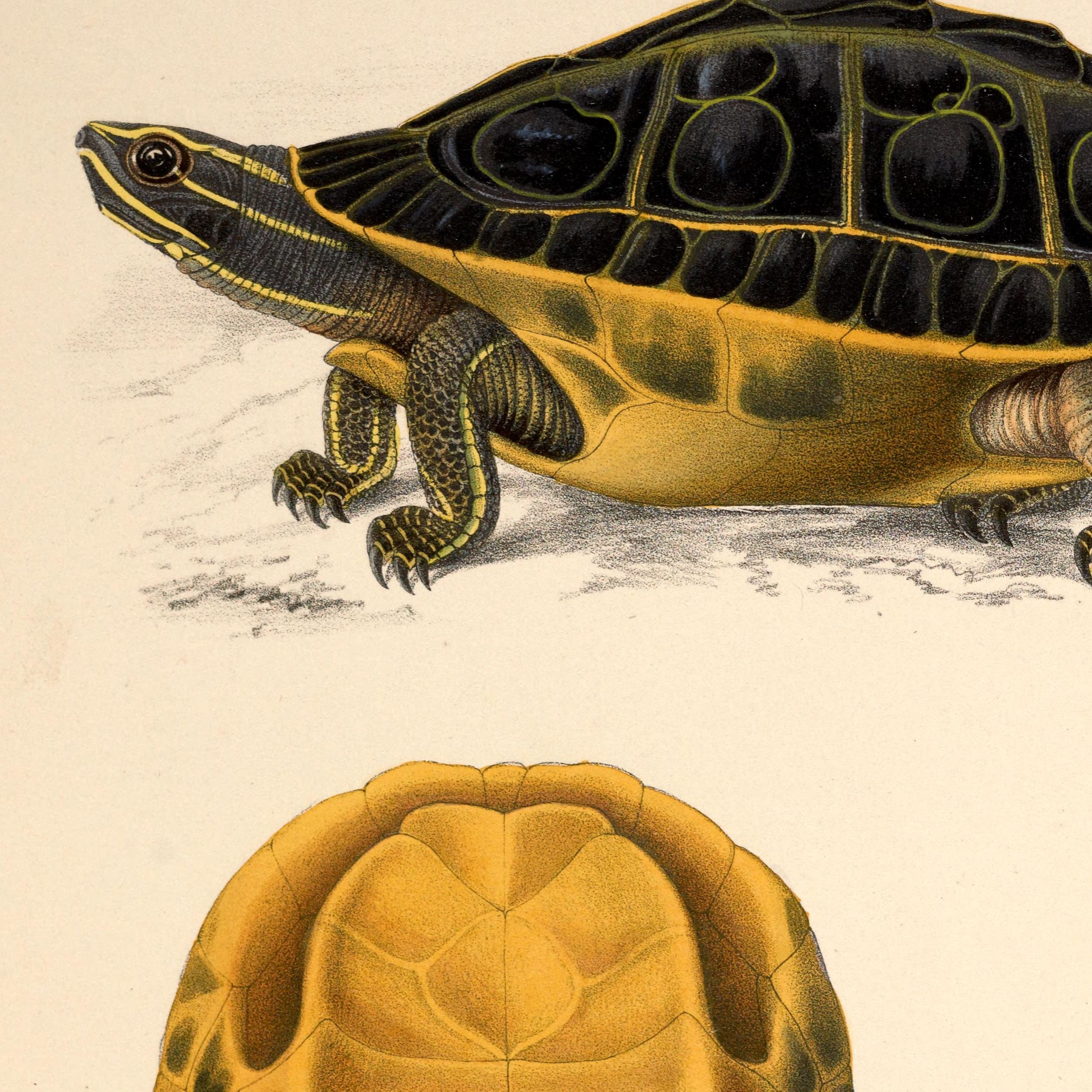 Vintage Turtle Anatomical Poster Print, Scientific Educational Zoology ...