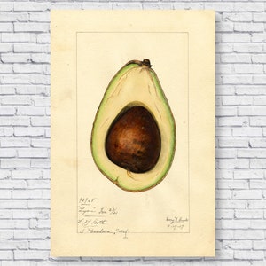 Póster botánico vintage de acuarela de aguacate de 1917, decoración de pared para cocina y restaurante, póster de lienzo enrollado, estilo retro antiguo.