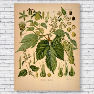 Vintage Hops Poster, Hops Botanical Scientific Identification Chart, 1883 Hops Plant Beer Bar Brewery Illustration Antique Wall Art Print