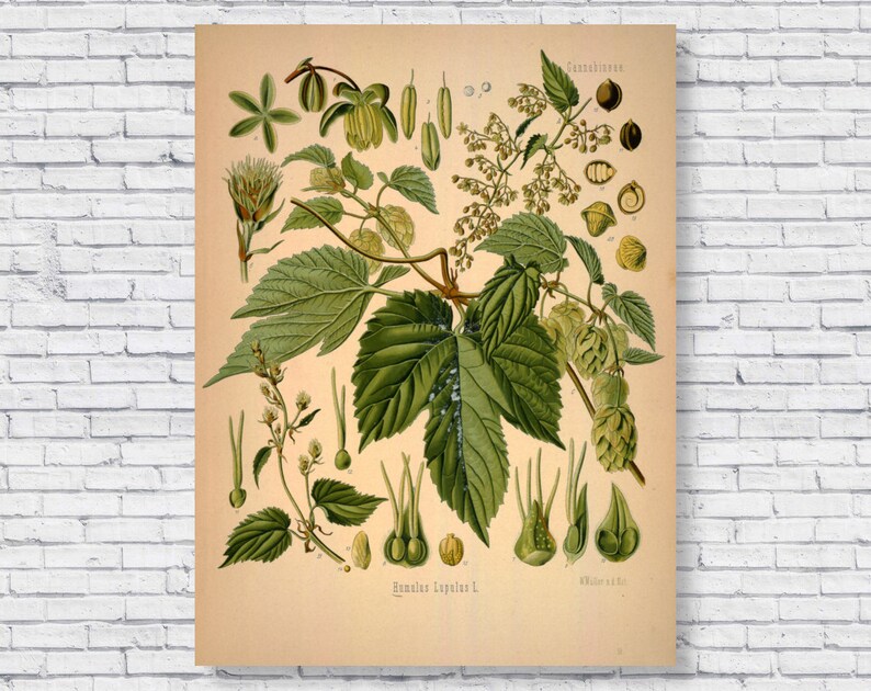 Vintage Hops Poster, Hops Botanical Scientific Identification Chart, 1883 Hops Plant Beer Bar Brewery Illustration Antique Wall Art Print image 1