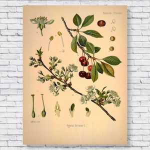 Cartaz de cerejas vintage, impressão botânica de cerejeira, quadro de identificação científica, arte de parede de cozinha de planta de fruta de cerejeira em tela antiga