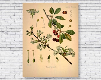 Vintage Cherries Poster, Cherry Tree Botanical Print, Scientific Identification Chart, Cherry Fruit Plant Kitchen Wall Art Antique Canvas