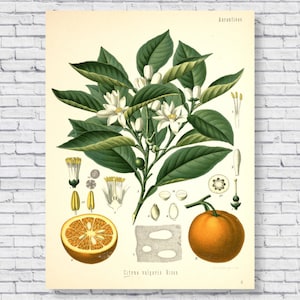 Cartaz laranja vintage, impressão botânica laranja, gráfico de identificação científica, ilustração de cozinha de laranjeira de 1883, arte de parede antiga