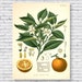 see more listings in the Botanical Posters section