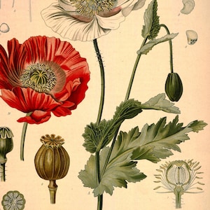 Puede incluir: Una ilustraci&oacute;n bot&aacute;nica de una flor de amapola con p&eacute;talos rojos y un centro blanco. La ilustraci&oacute;n muestra la flor en varias etapas de crecimiento, incluyendo un capullo, una flor completamente abierta y una c&aacute;psula de semillas. La ilustraci&oacute;n tambi&eacute;n incluye un primer plano de las partes reproductivas de la flor.