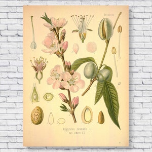 Cartaz de amêndoa vintage, impressão botânica de árvore de amêndoa, gráfico de identificação científica, planta de porca de amêndoa, arte de parede de cozinha antiga