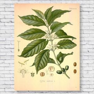 Pôster de café vintage, gráfico de identificação científica botânica, ilustração de cozinha de grãos de café de 1883, impressão de arte de parede antiga de 1800