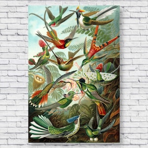 Impresión de póster vintage de colibrí, Ernst Haeckel de 1904, ilustración científica, impresión de aves, arte mural botánico, decoración del hogar, pájaros retro, naturaleza